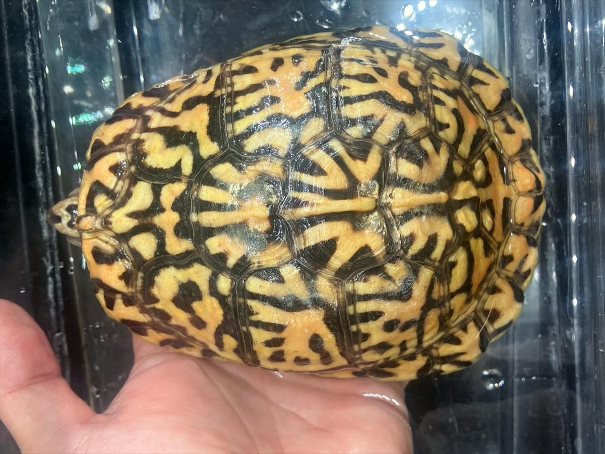 <a href="/bonzo_n/">BONZO</a> さんCB

・トウブハコガメ　

のんびり育てているので成長は遅めです。
今年は外飼育して色を揚げていきたいです。

私がトウブを飼い始めたキッカケでもある<a href="/bonzo_n/">BONZO</a> さんのサイケ君を写真で初めて見た時は衝撃でした😊
少しでもサイケ君に近づいてくれたら嬉しいです。