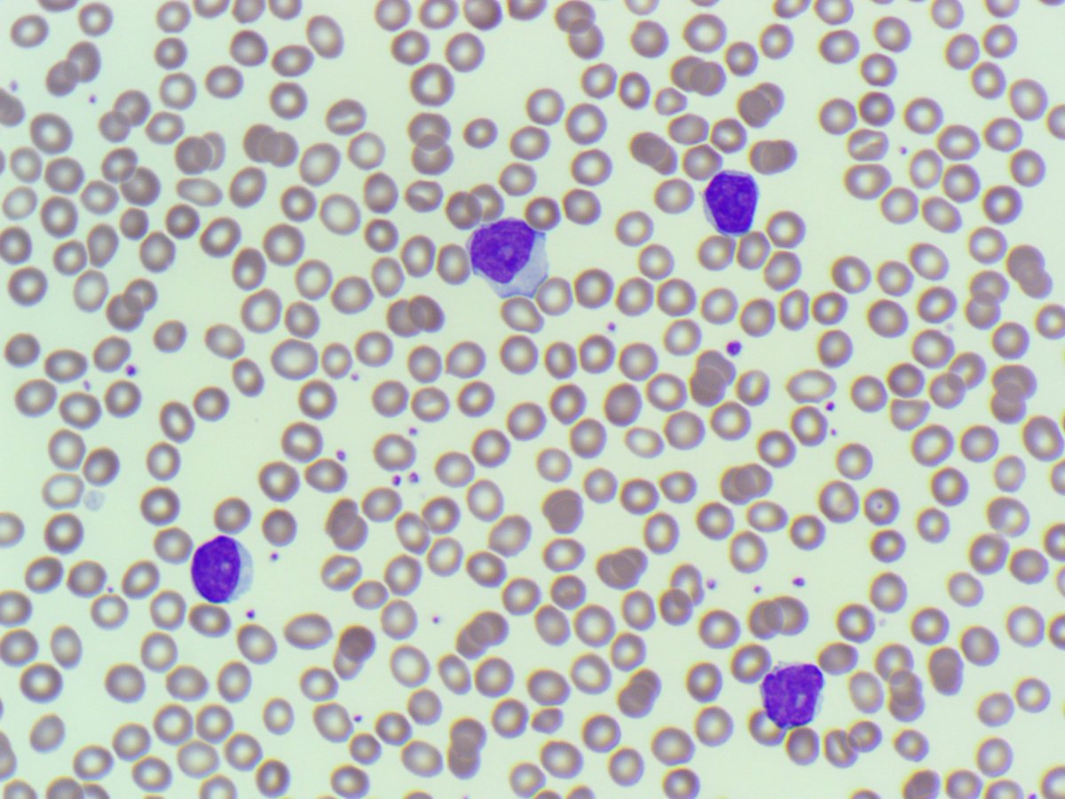 Only Cells tweet media