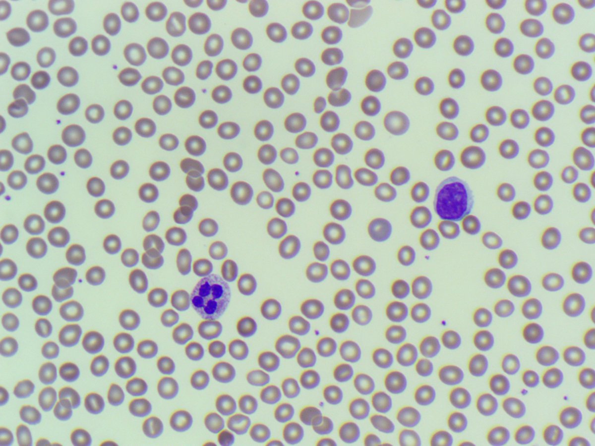 Only Cells tweet media