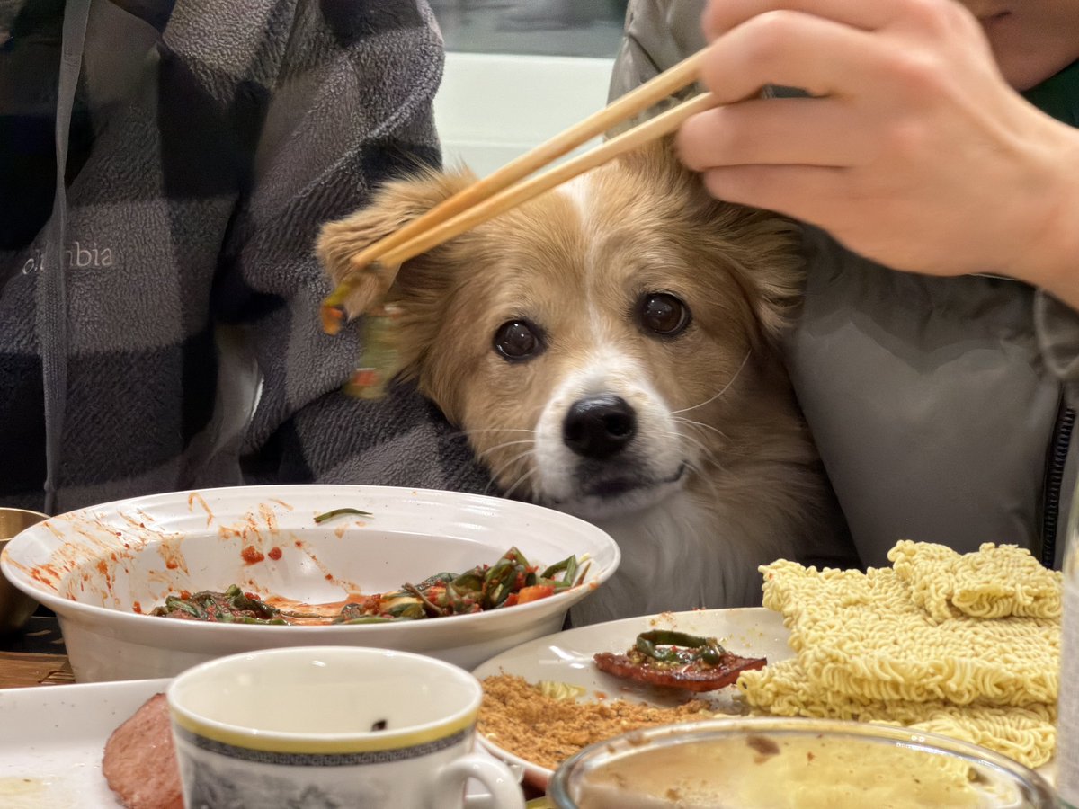 짱 귀여운 강아지