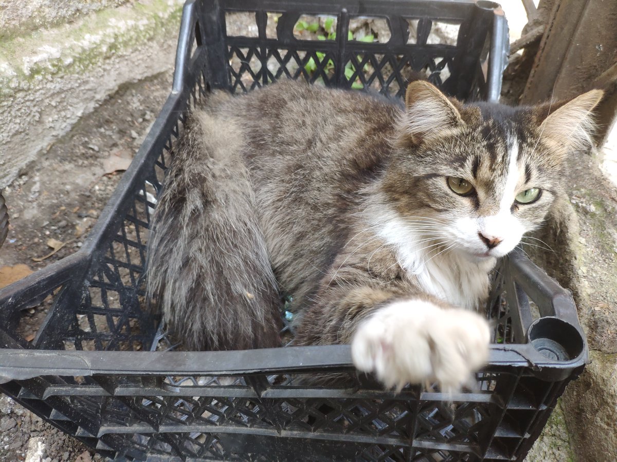 ジョージアの魅力は『365日ビザなし滞在』とか『税率がたった1%』とか『銀行金利が年利12%』とか騒がれがちなんですが、それじゃないんですよ。いいですか。ジョージアの魅力は溝、鉢植え、靴下、箱に唐突に現れる猫です。これこそがジョージア最大の魅力。テストに出るので覚えててください。