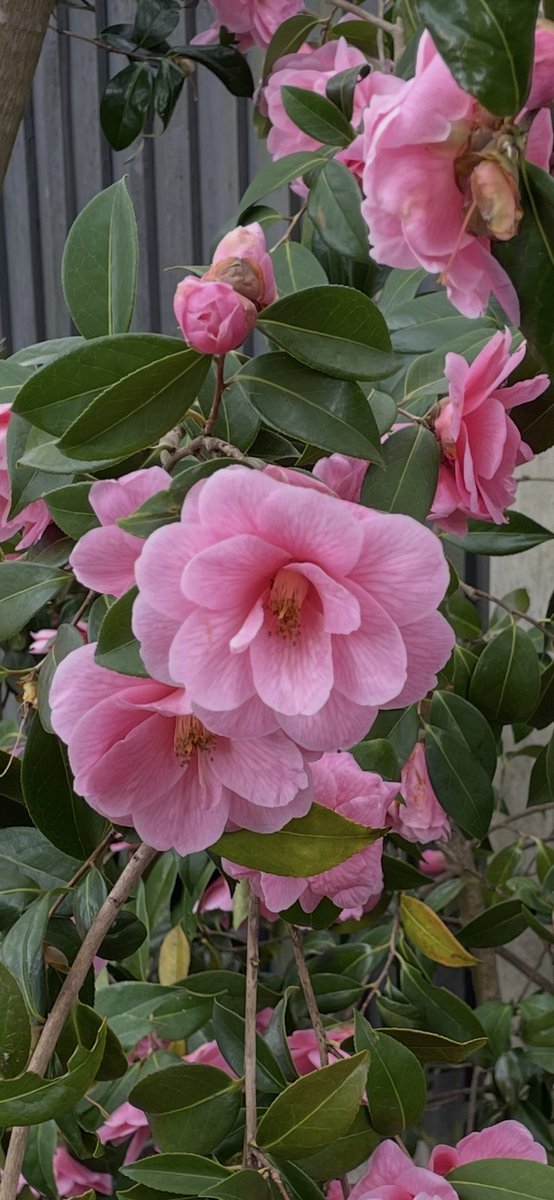 Morning🌸….. Happy Monday 😊…. The start of a brand new week… Embrace, enjoy &amp; have a good one…. #HutchGarden 🧑‍🌾 #GardeningX #MondayMotivation #PositiveVibes