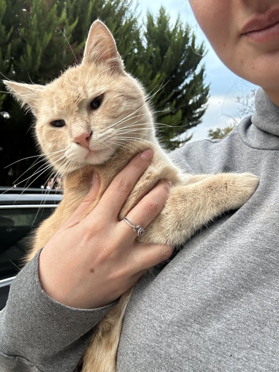 ACİL GÜNCELLEME 💔
Güneşin maalesef geçici yuvada işleri beklediğimiz gibi ilerlemedi o yüzden hızlı şekilde yuva bulmamız lazım Güneşime 💔Gönüllüsü kısırlaştırmış, iç dış parazitini yaptırmış. Tekrar dönmesin sokağa
İSTANBUL / TRAKYA KAPIYA TESLİM ERKEK 1 YAŞ CİVARI ACİL İLAN