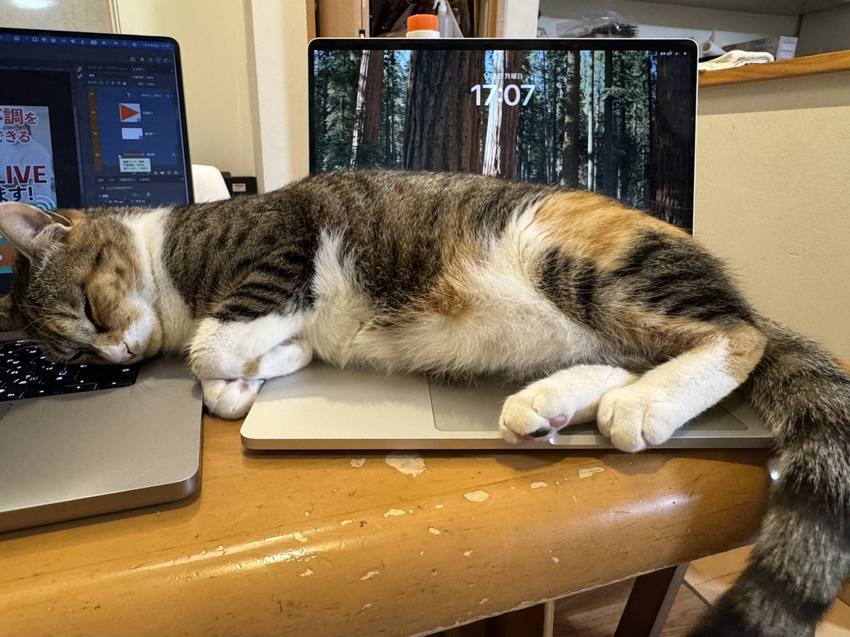 本日の作業妨害レベルMAX PC2台とも操作不能⚡️ #フリーランス #動画