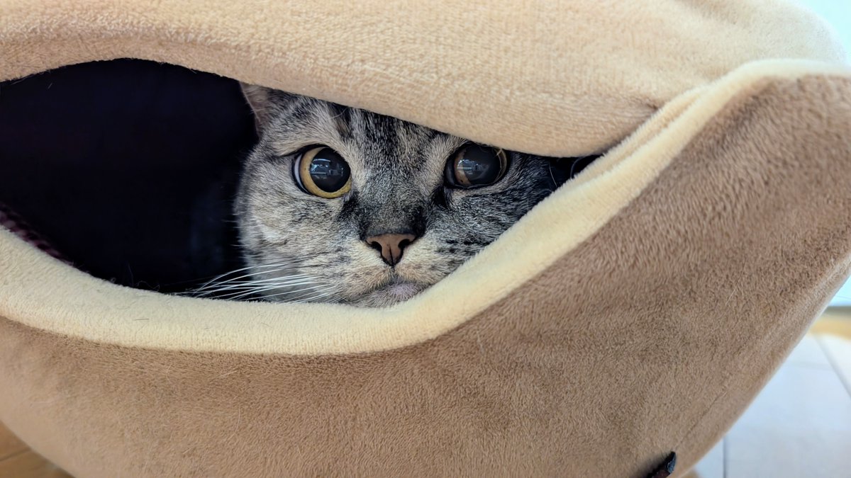 ねこさん⚡(ΦωΦ) (@catnap707) / Posts / X