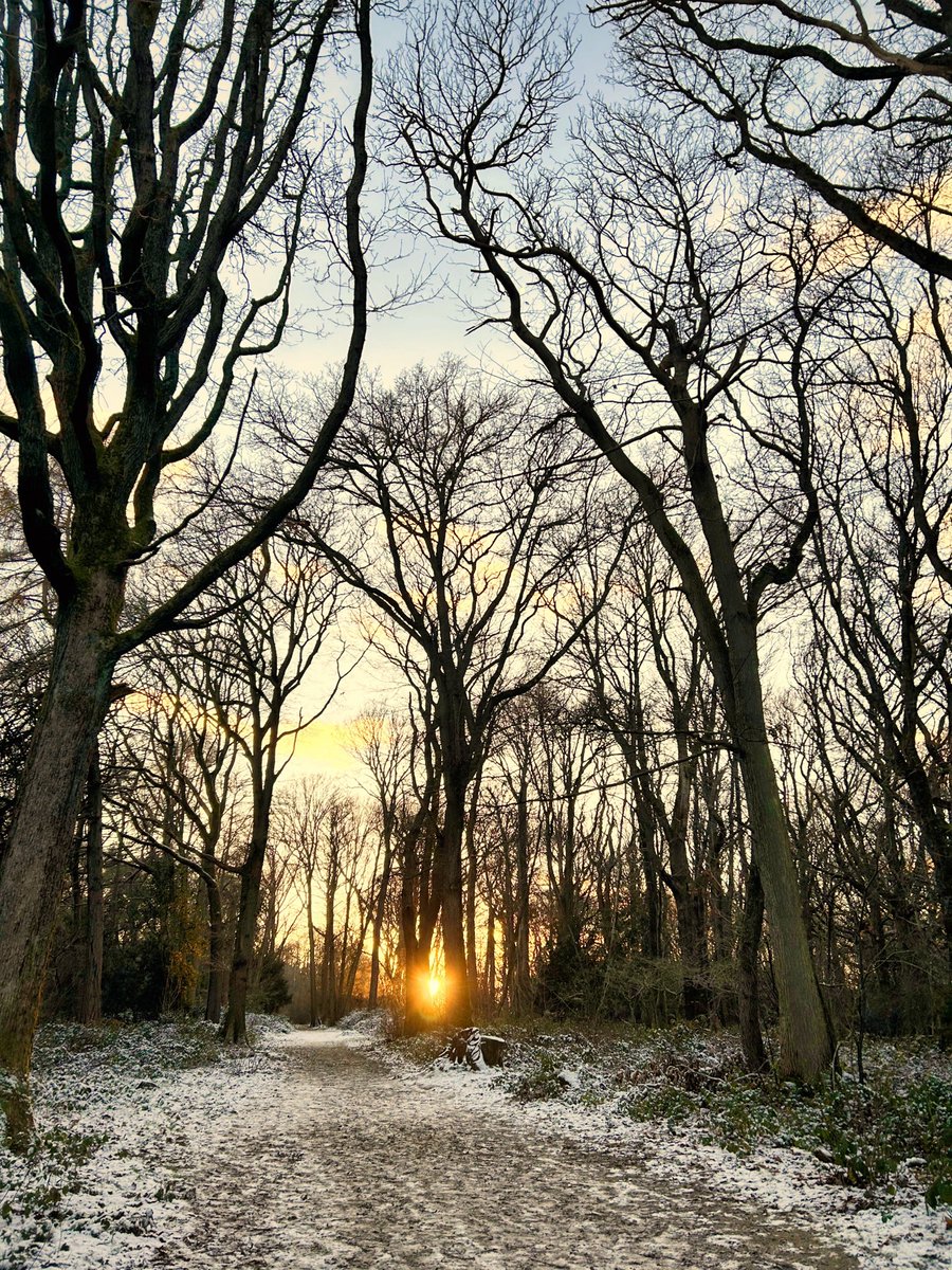 walks_camera's tweet photo. Sun rays 🌳☀️❄️ #trees #woodland #treeclub https://t.co/8zfOeT91N3