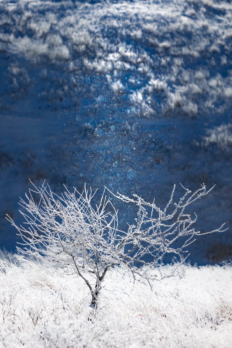 Sakura (@sakuraing64) / Posts / X