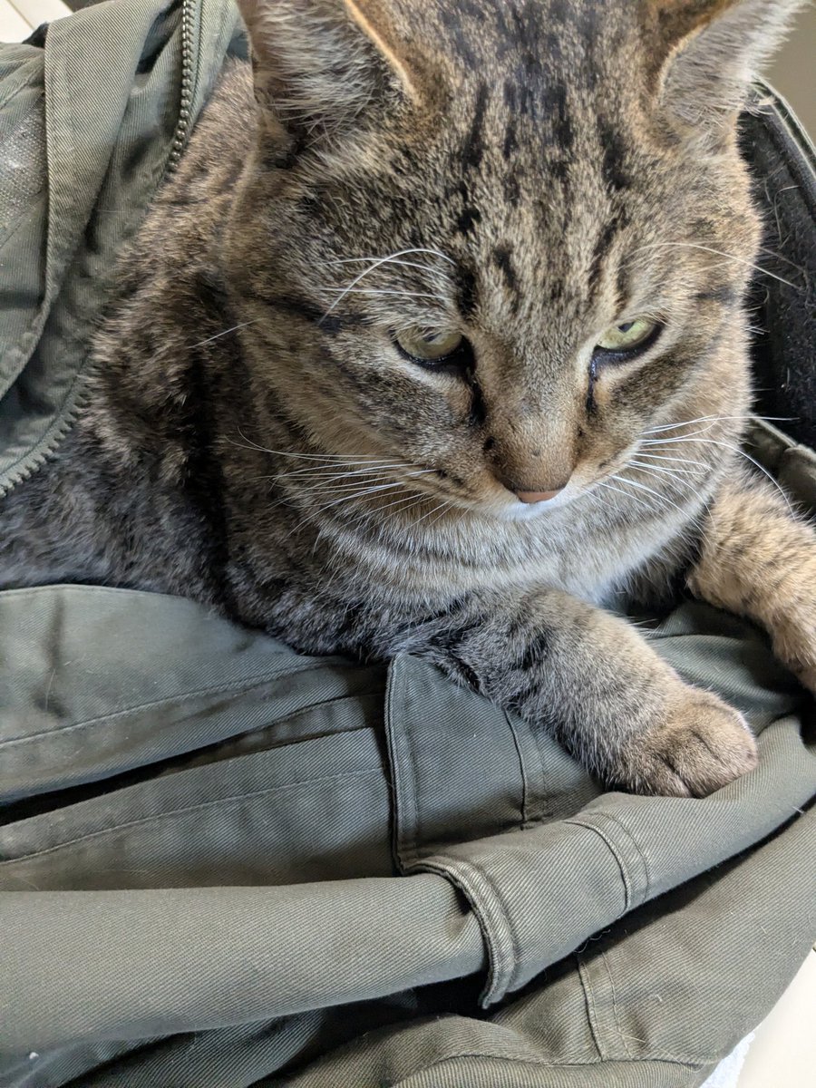 北の熊太郎……化石 (@kitakumagosyuin) / Posts / X