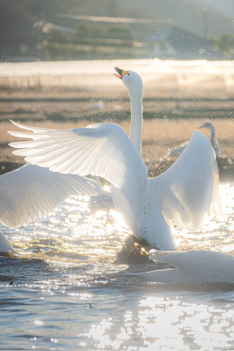 myosotis4524's tweet image. 冬の光に包まれた、美しき白鳥の舞