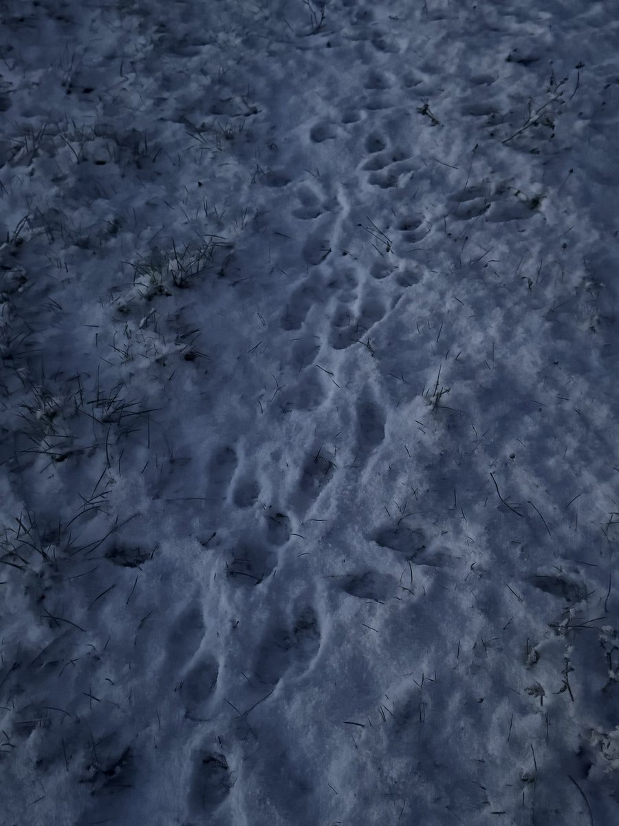 CharlesAnyan's tweet photo. Snow in #Springthorpe ๐จ๏ธ
Always provides a reminder that we share our farm with lots of wildlife ๐ช https://t.co/juUpdkYWQv