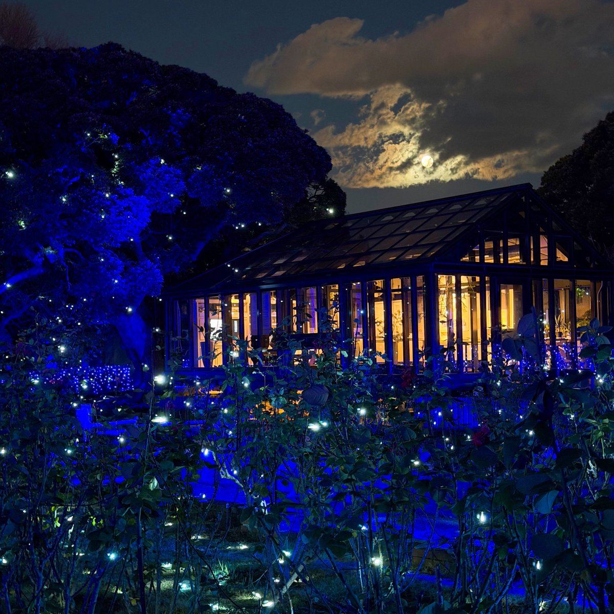 初満月🌕

神秘的すぎて、たぶん妖精おる🧚