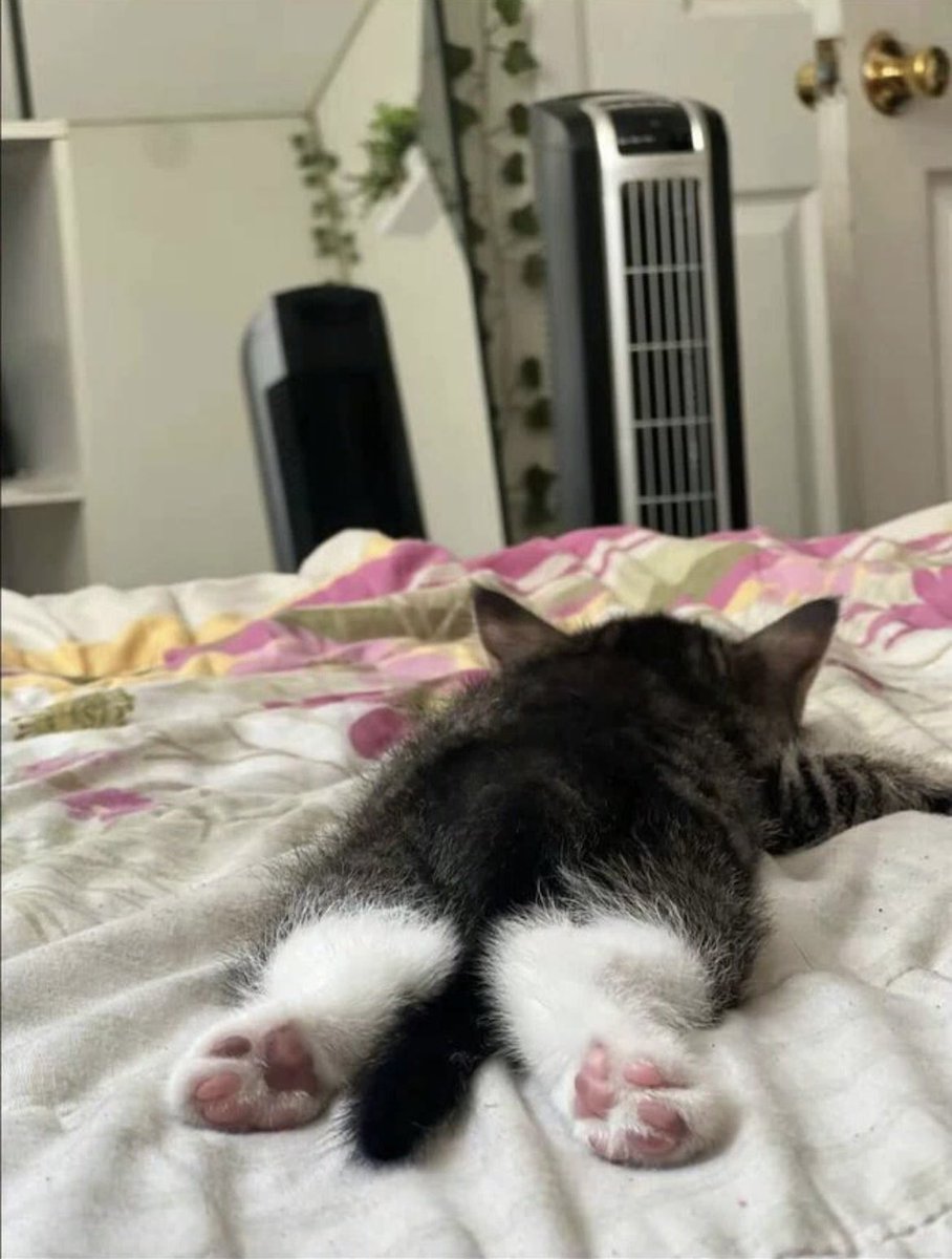 kitten_zukan's tweet image. 仕事から帰ってきた時