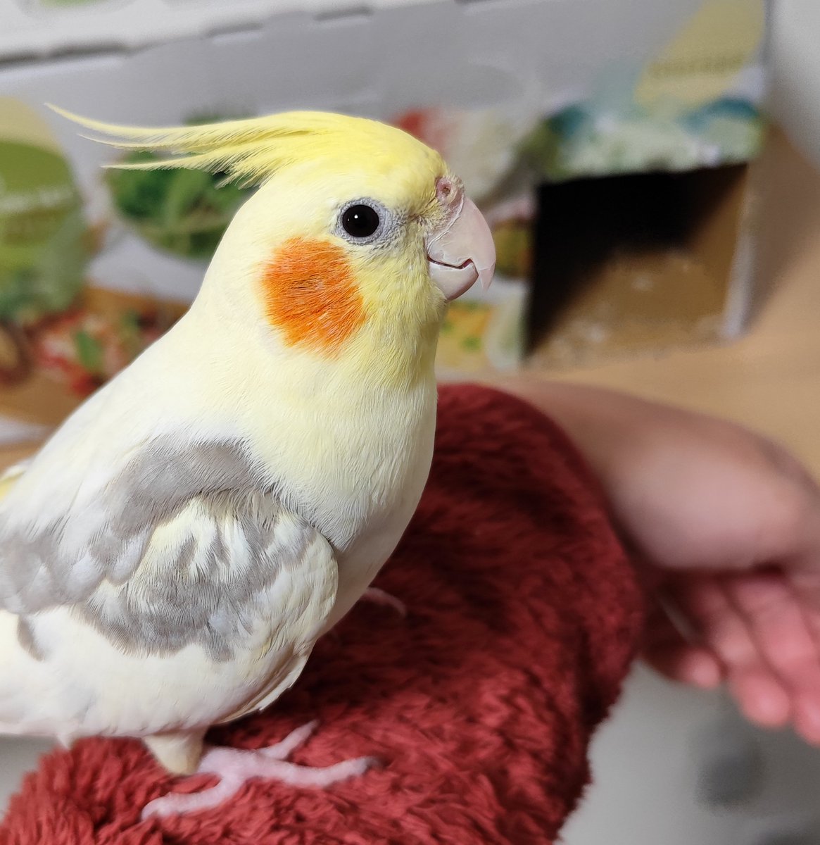 秘密基地に入りたいけど、飼い主が見てる☹️
飼い主が見てない時に、基地に入りたいなぁ
飼い主を監視しておかないとって時の顔👁️👁️