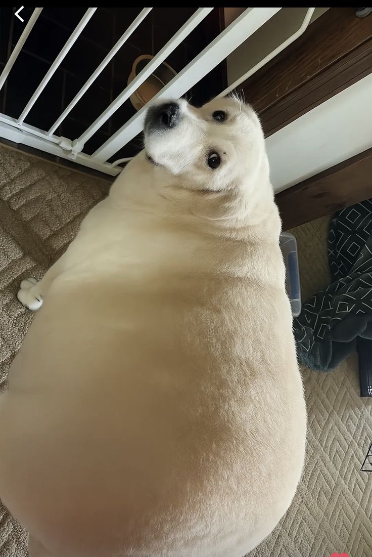 everythingdogss's tweet image. 