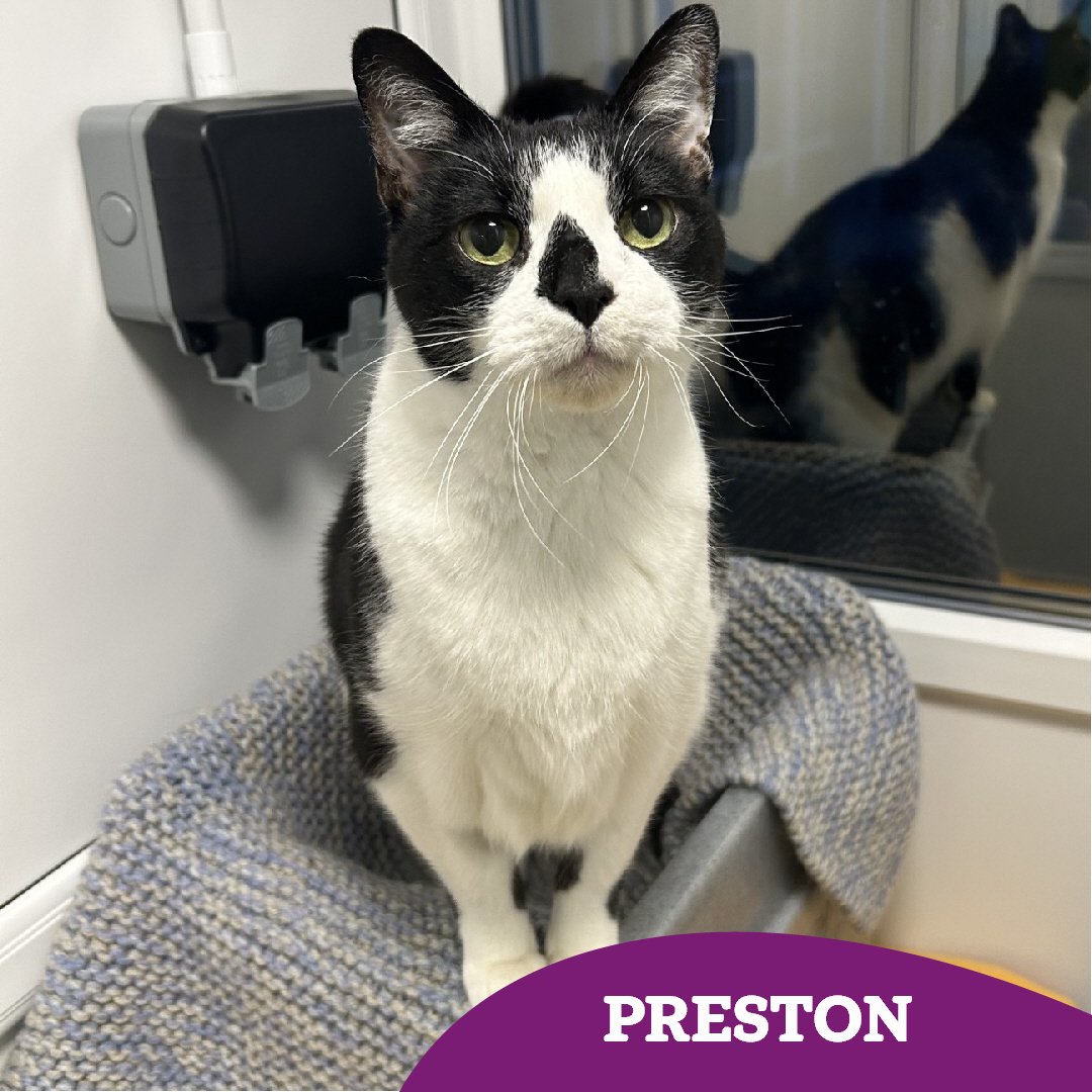 Preston is a 14-year-old gentleman who came into our care after his previous owner sadly became unwell.

Calm, affectionate, and full of quiet charm, Preston is hoping 2026 will be his year to find a loving retirement home to call his own 🏡

👇🏻👇🏻👇🏻 
cats.org.uk/tyneside#adopt…