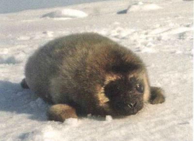 SealDev2's tweet image. DO NOT leave your potatoes out in the snow.

Or they will grow fluffy.