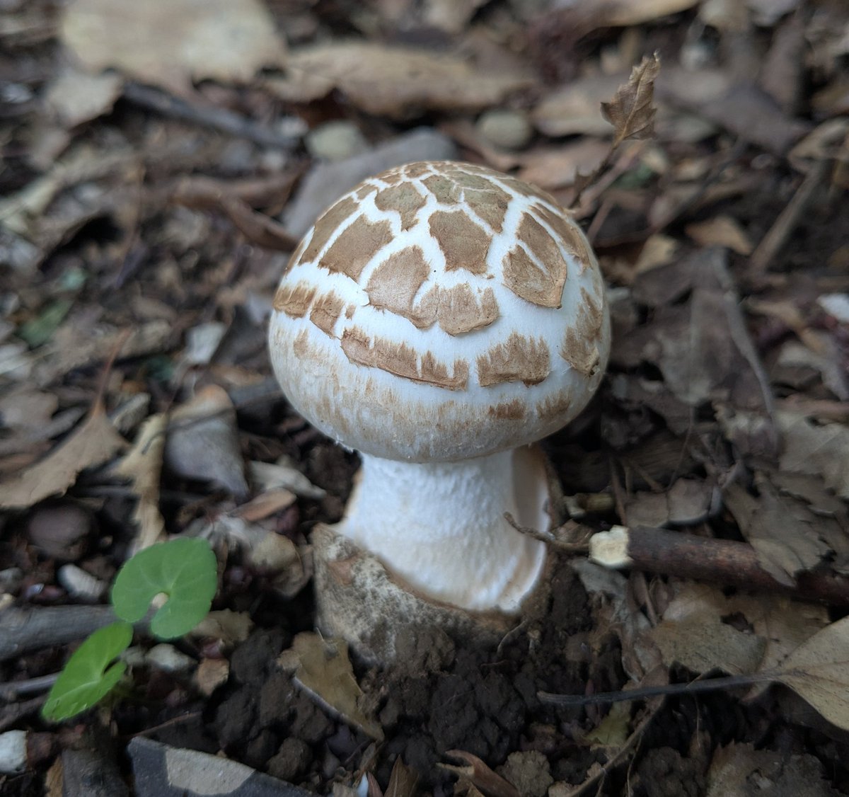 トミー（Tommy） (@0vkkE7zR7tIl8ee) / Posts / X