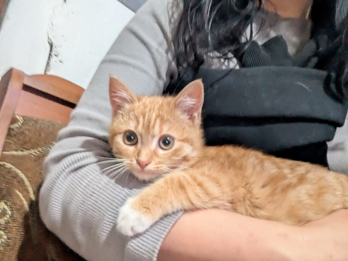 Друзі, оцей кіт - один з двох котів, кого дуже треба підкинути зі Слов'янська до Києва, шоб він міг жити найкраще життя в столиці. Допоможіть, будь ласка, довезти двох тваринок 🥹