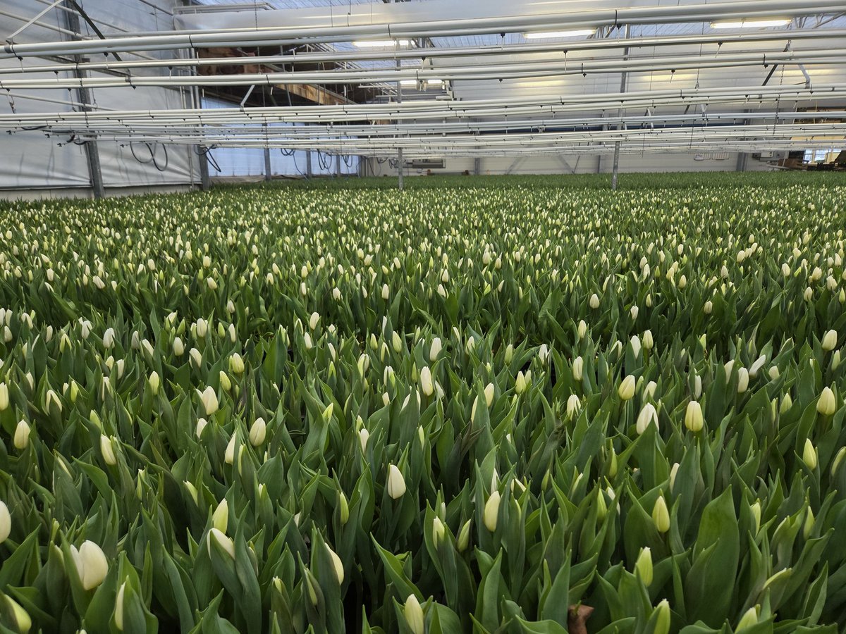 entius67's tweet image. Zelfs in de kas is alles wit.