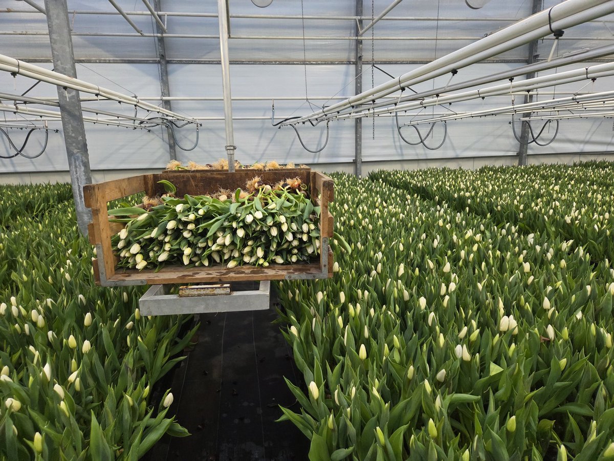 entius67's tweet image. Zelfs in de kas is alles wit.