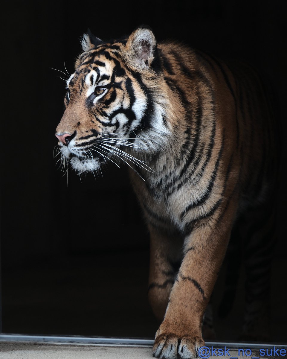 けーすけ (@ksk_no_suke) / Posts / X