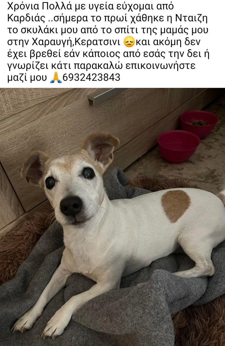 🆘️🆘️🆘️
Η Νταιζη ακόμα δν έχει βρεθεί 
Χάθηκε στη Χαραυγή Κερατσίνι 
Οποιαδήποτε πληροφορία είναι πολύτιμη 
Rt 🙏 🙏 🙏