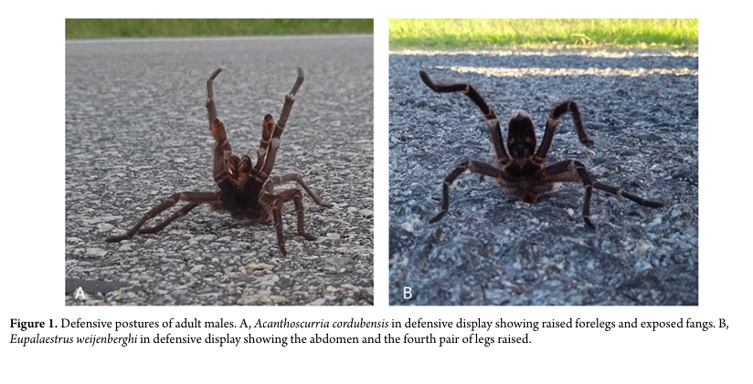 Nueva publicación internacional: dos décadas de investigación sobre tarántulas en Uruguay
Trabajo de investigadores de <a href="/FcienUdelar/">Facultad de Ciencias</a> con la participación de Laura Montes de Oca, investigadora del IIBCE, publicado en la revista Biological Journal of the Linnean Society.