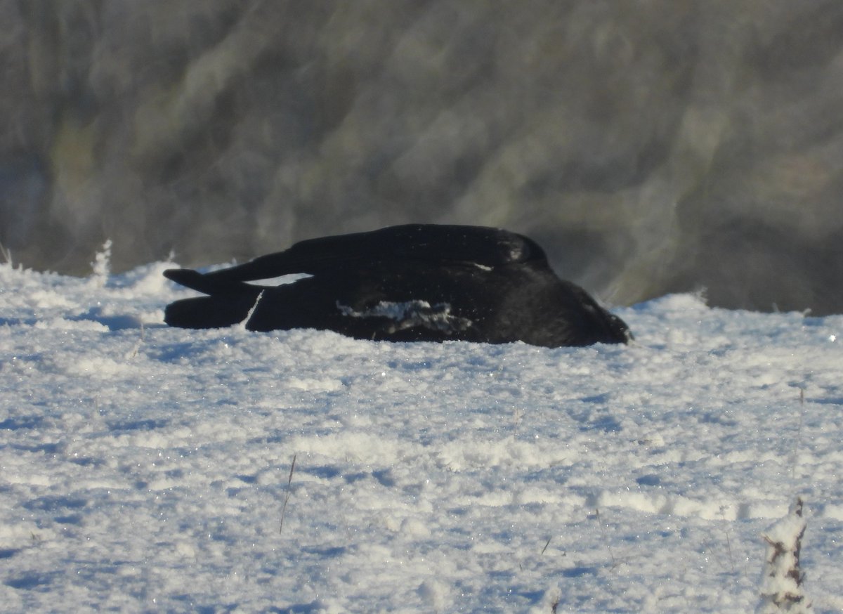 MarburyBirds tweet media