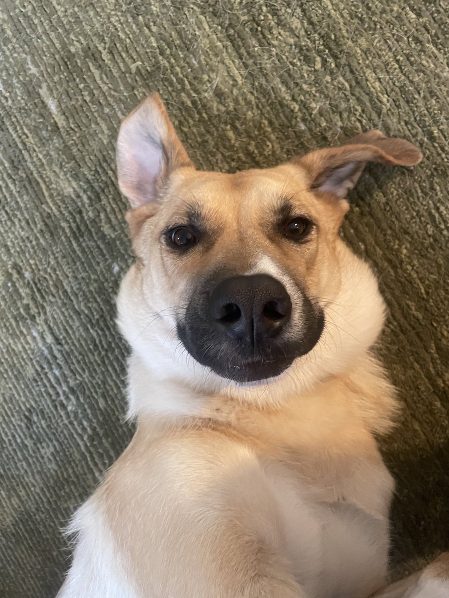 Calla, the year old Anatolian Shepherd mix according to the Humane Society. She's been with us for a few months now. Stubborn but sweet and very demanding of attention.