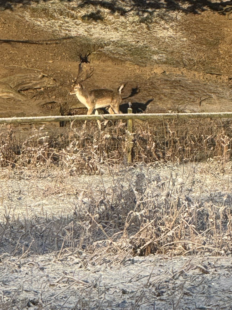 Chatsworth looking beautiful this morning #chatsworthestate