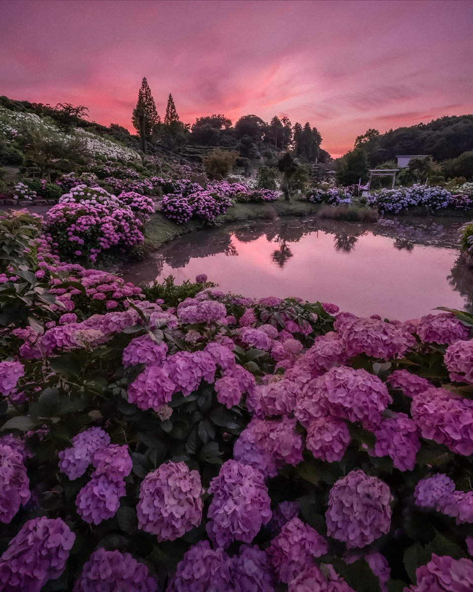 gardenofcolours's tweet image. 