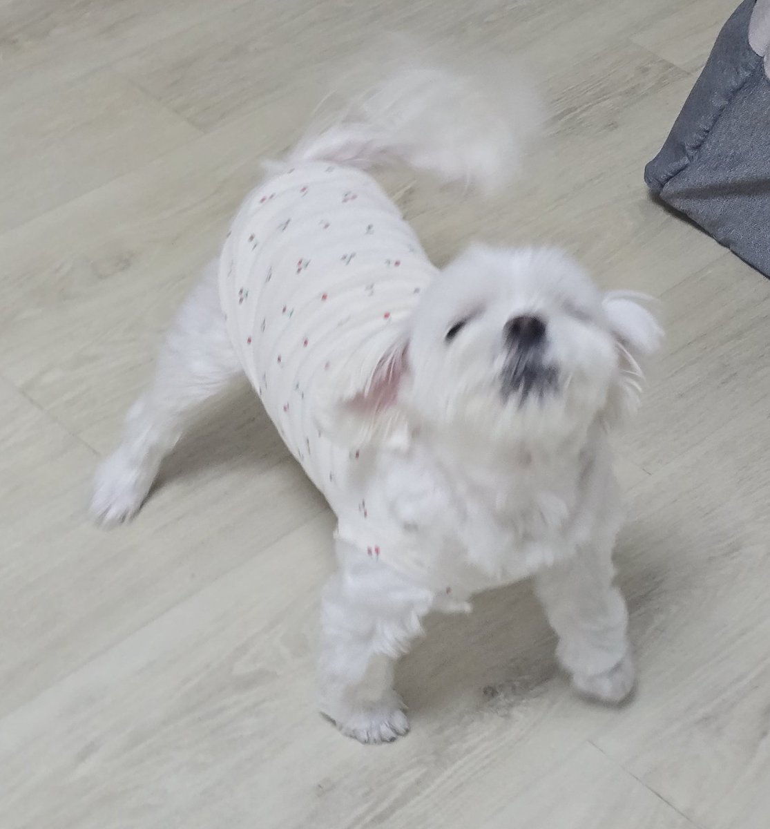 언니 퇴근하자마자 산책가자고 조르는 개