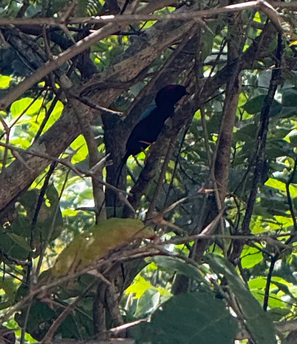 LivTheDragon1's tweet image. HELLO!!! what da hell!!!
long tailed manakin male, female also spotted on different day. Guanacaste, Costa Rica