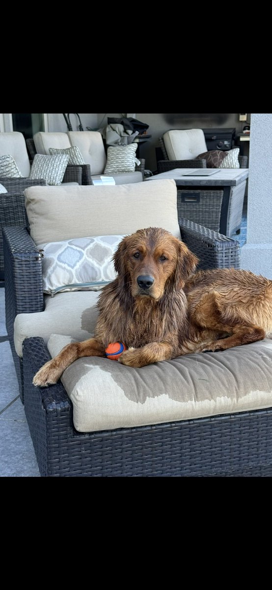 Hi friends! Guess who has a birthday today!🥳 It’s that hard charging, high flying Maverick! This 2 year old bundle of joy is usually chasing down anything that moves. We love this high energy boy with all of our heart! Looking forward to many more birthdays Maverick!🎉 ❤️🥰🐾🎾