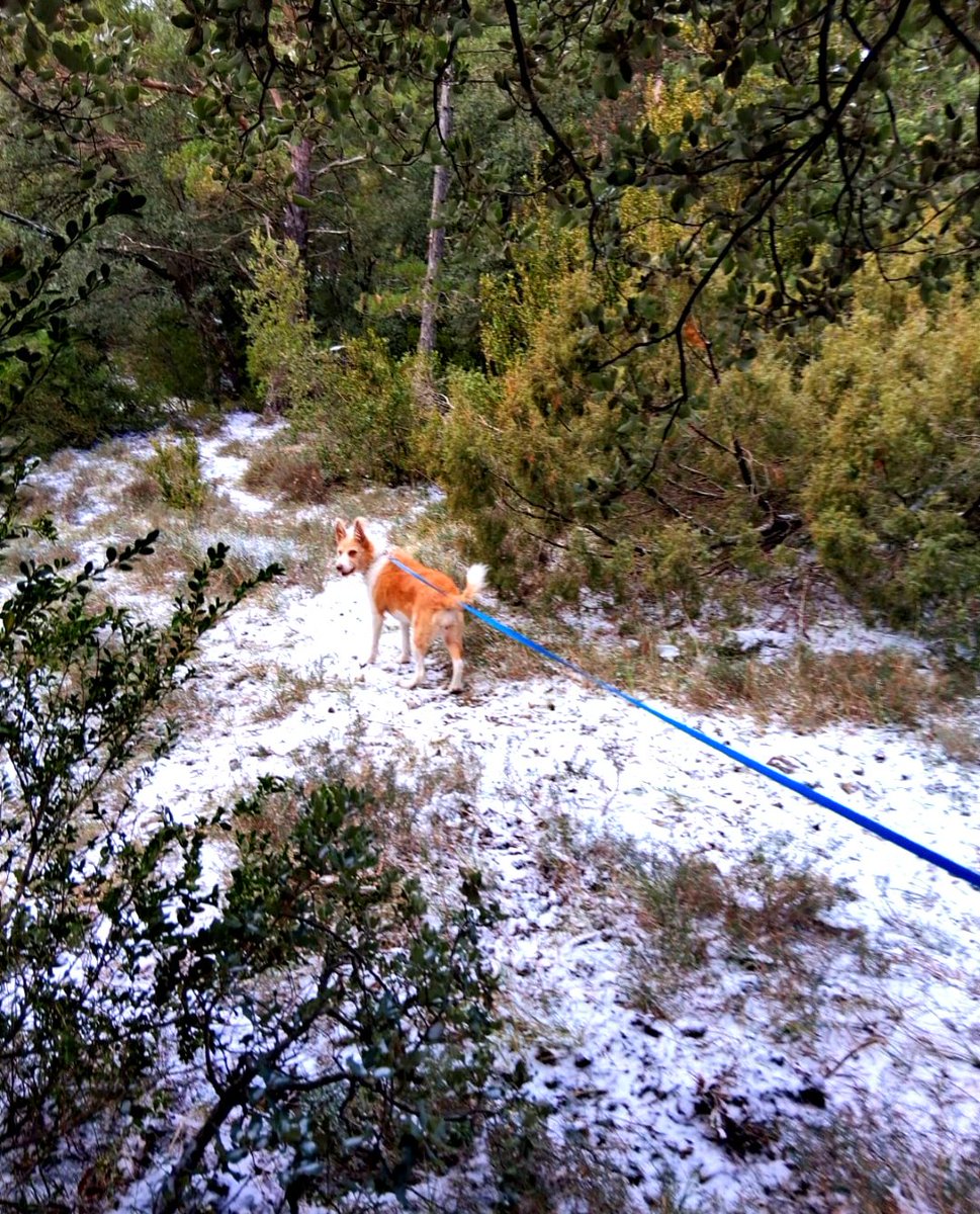 Se ha podido ver un poquito de nieve ❄️