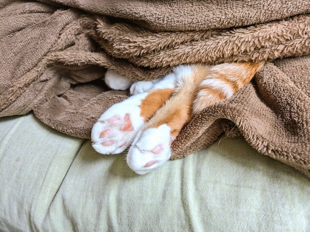 あやねこや (@neko_buna) / Posts / X