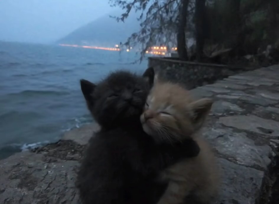 Miaw (@miaw) on Twitter photo 