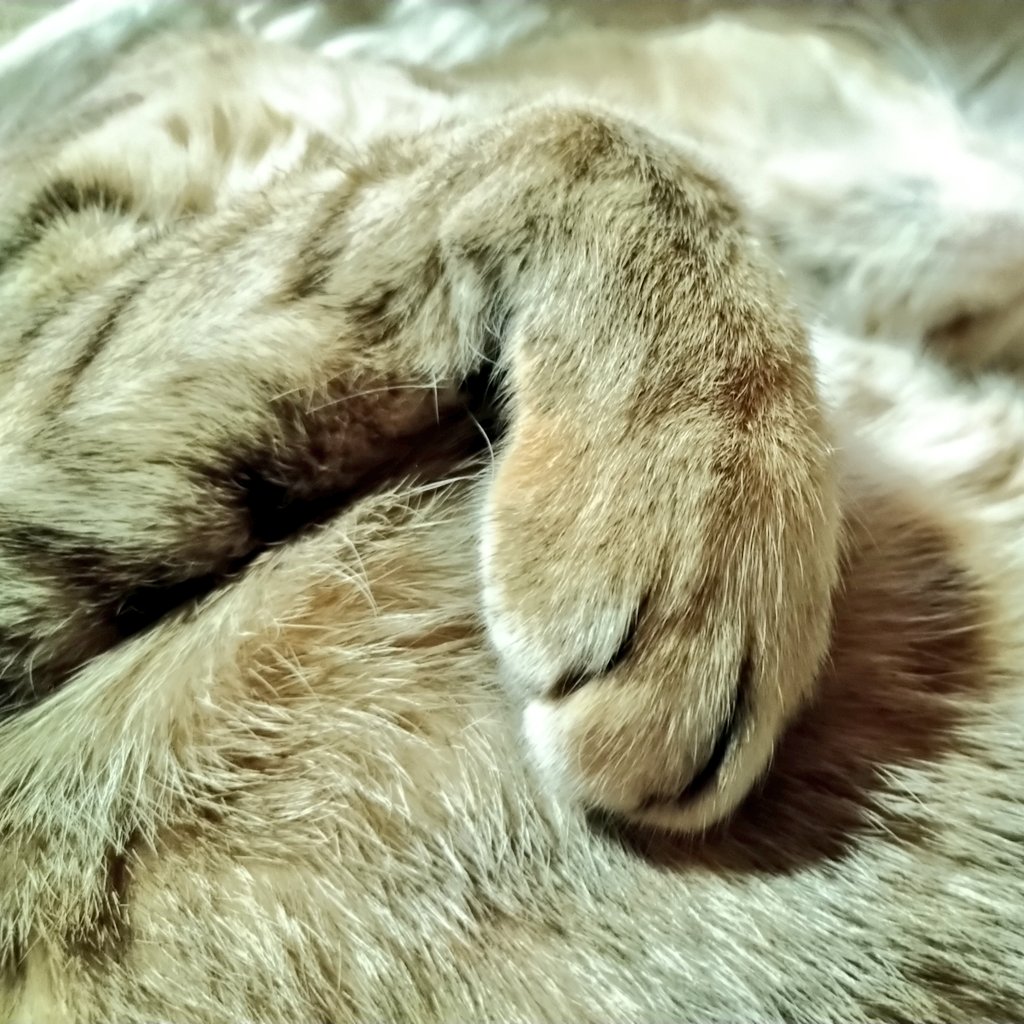 新年早々風邪をひきまして、ここ数日くしゃみ鼻水、せき喉の痛み、頭痛に苛まれて完全寝正月でした。もう風邪ひきたくない。ひかないぞ！免疫力アップを目指します。とりあえず蓮根を食べる！