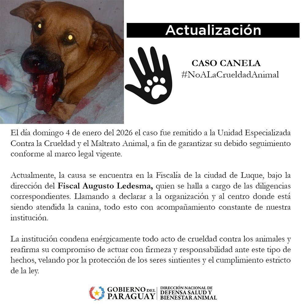 El día domingo 4 de enero del 2026 el caso fue remitido a la Unidad Especializada Contra la Crueldad y el Maltrato Animal, a fin de garantizar su debido seguimiento conforme al marco legal vigente.