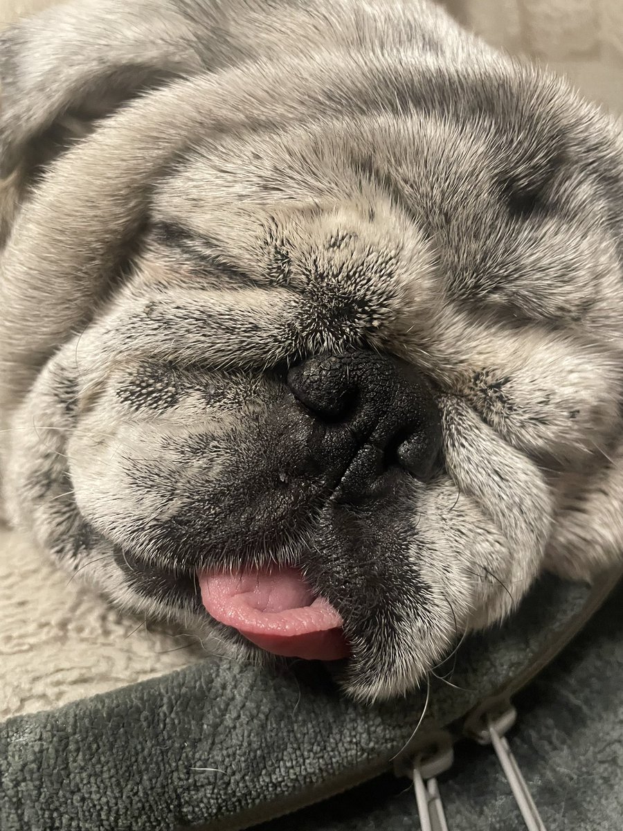 ♡パグ様ご確認♡ ad996718a1070bb716f3d120353fd9