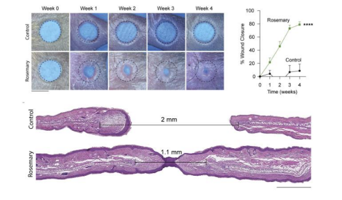 KruseYouri's tweet image. Reminder that many times science is not cutting-edge, but a bunch of researchers watching TikTok to come up with ideas. 

The researchers found that a simple rosemary extract would heal wounds without leaving scars, including regeneration of the hair follicles (mostly due to the…