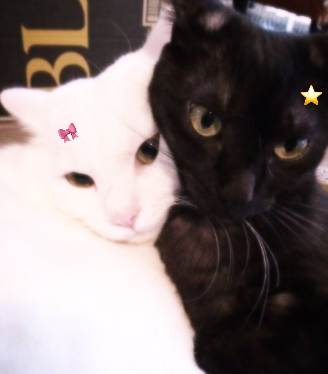 ionnoot's tweet image. ⣾⣦⣄  ⣠⣴⣷
⢉⣭⠟⠉⠻⣭⡉
⡟⠁⠀⠀⠀⠈⢻
           ⣾⣦⣄  ⣠⣴⣷
           ⢉⣭⠟⠉⠻⣭⡉
           ⡟⠁⠀⠀⠀⠈⢻  they're so adorable :3

໒ #fifa_th ; #chira_patt ꒱