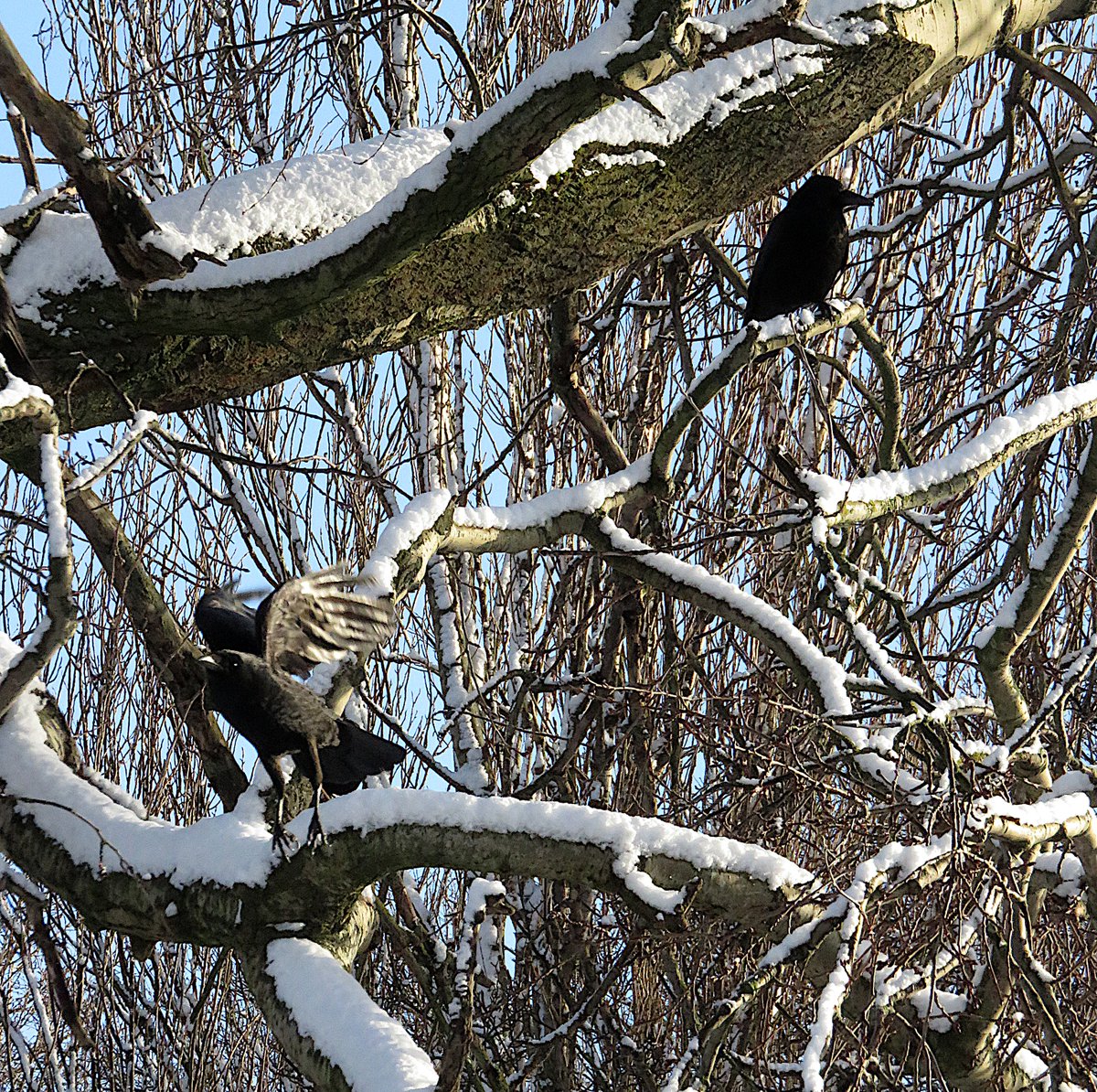 DrawingInDark's tweet image. Greatly entertained by the fact that I'm now going out and accidentally getting great crow shots I can't use for The Big Book of Butts, like our flying friend bottom left 😆 I would never in a million years have got that one if I was actually trying. bit.ly/44V2jfc