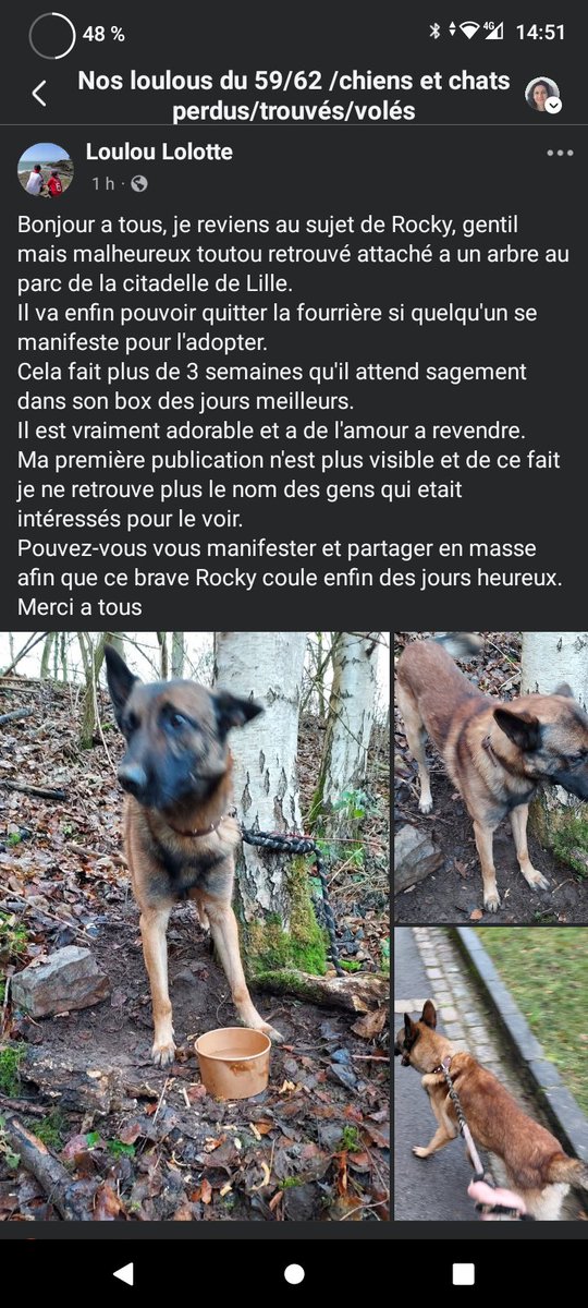 L'adorable Rocky retrouvé attaché à un arbre à la Citadelle de Lille en décembre dernier 🤬🤬 Le délai fourrière est terminé et la personne qui l'a découvert souhaite l'aider a trouver une famille. Recherche Humain digne de ce nom ⚠️❤️🙏⚠️LPA de Lille ⚠️⚠️facebook.com/share/p/1J5MtQ…