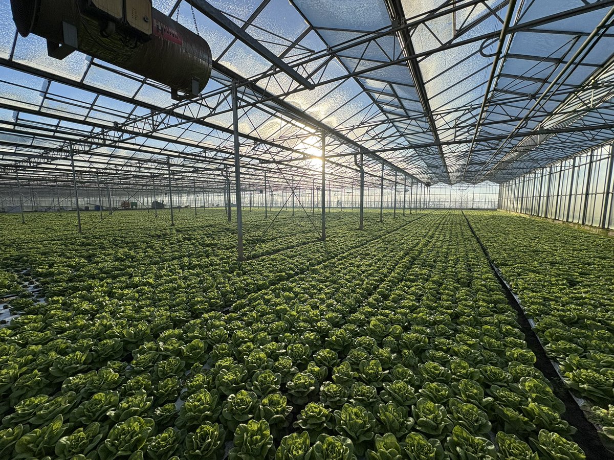 Agronomysilvers's tweet photo. Back to it after a fantastic Xmas and new yearβ¦.. -7 this morning but these lettuce and Pak Choi and nicely tucked up in the warmth @AgriiUK #2026 #wegoagain #protectedcrops https://t.co/MiZtSg1pIy