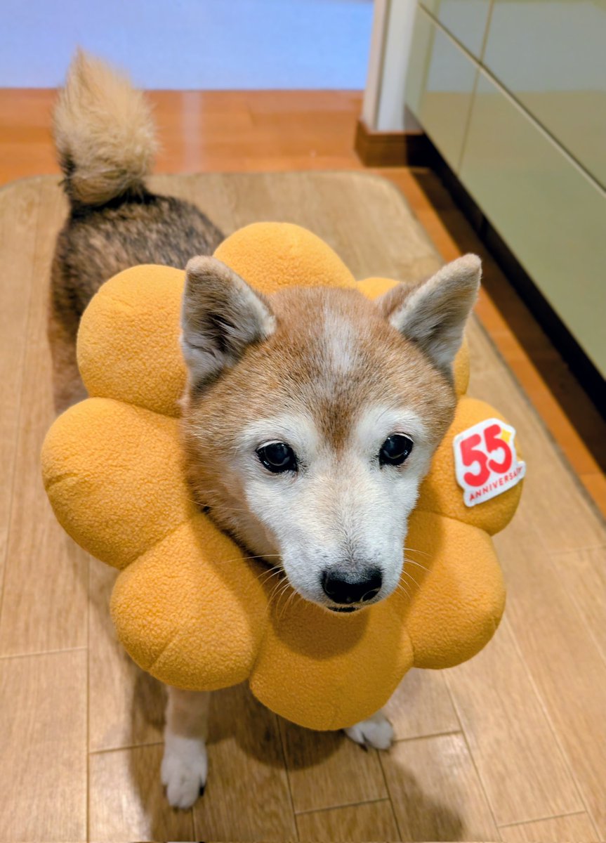 107io500's tweet photo. 同一犬物なのに顔の作画がだいぶ違う豆柴みて https://t.co/dwuCHA5pKZ