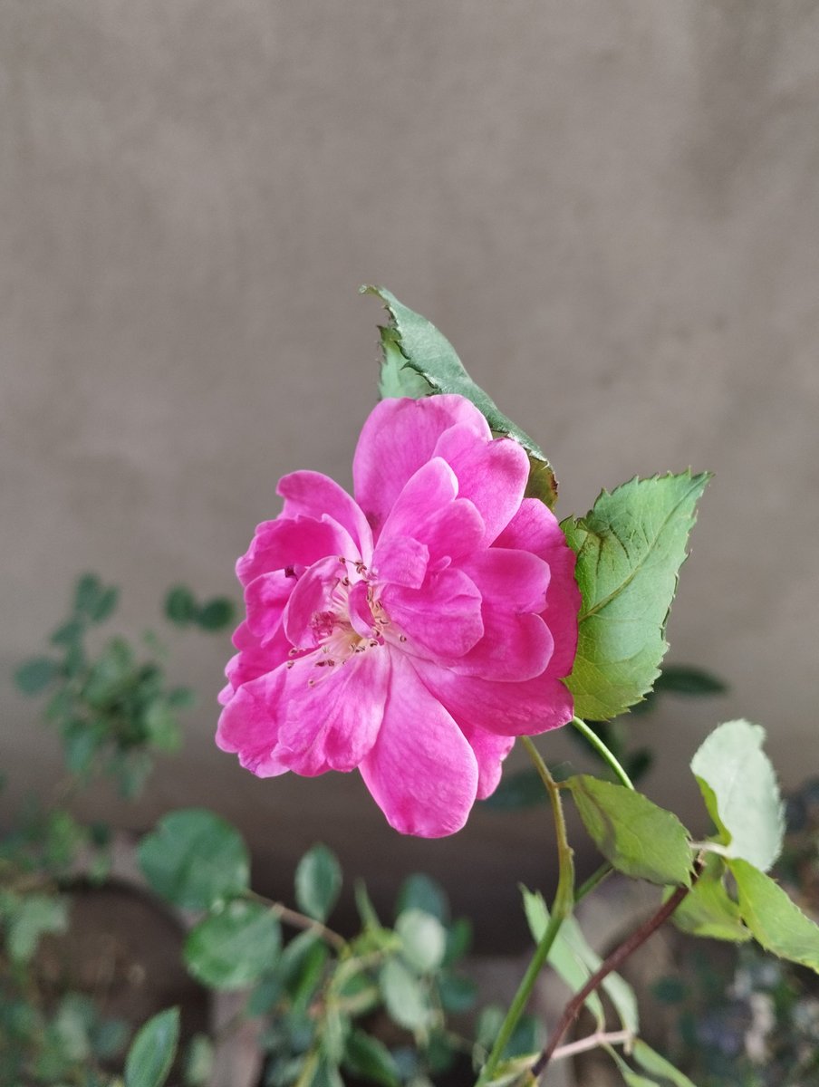 Sh8610197's tweet photo. 🌺🌷 https://t.co/vCTDn4XYsk