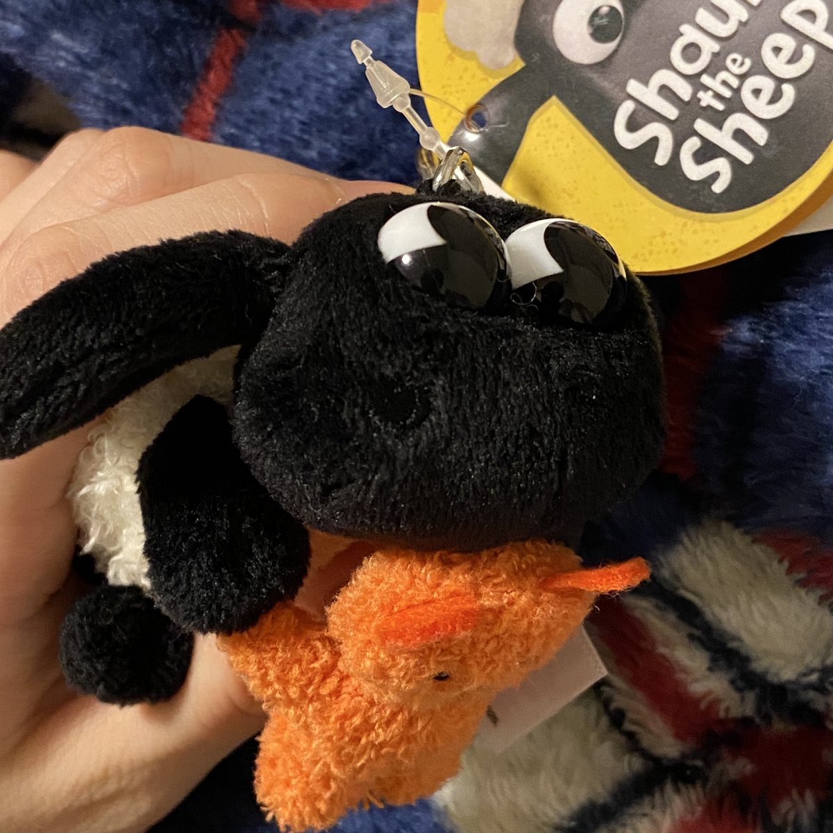 今日お迎えしたティミーが可愛すぎる、ふわ