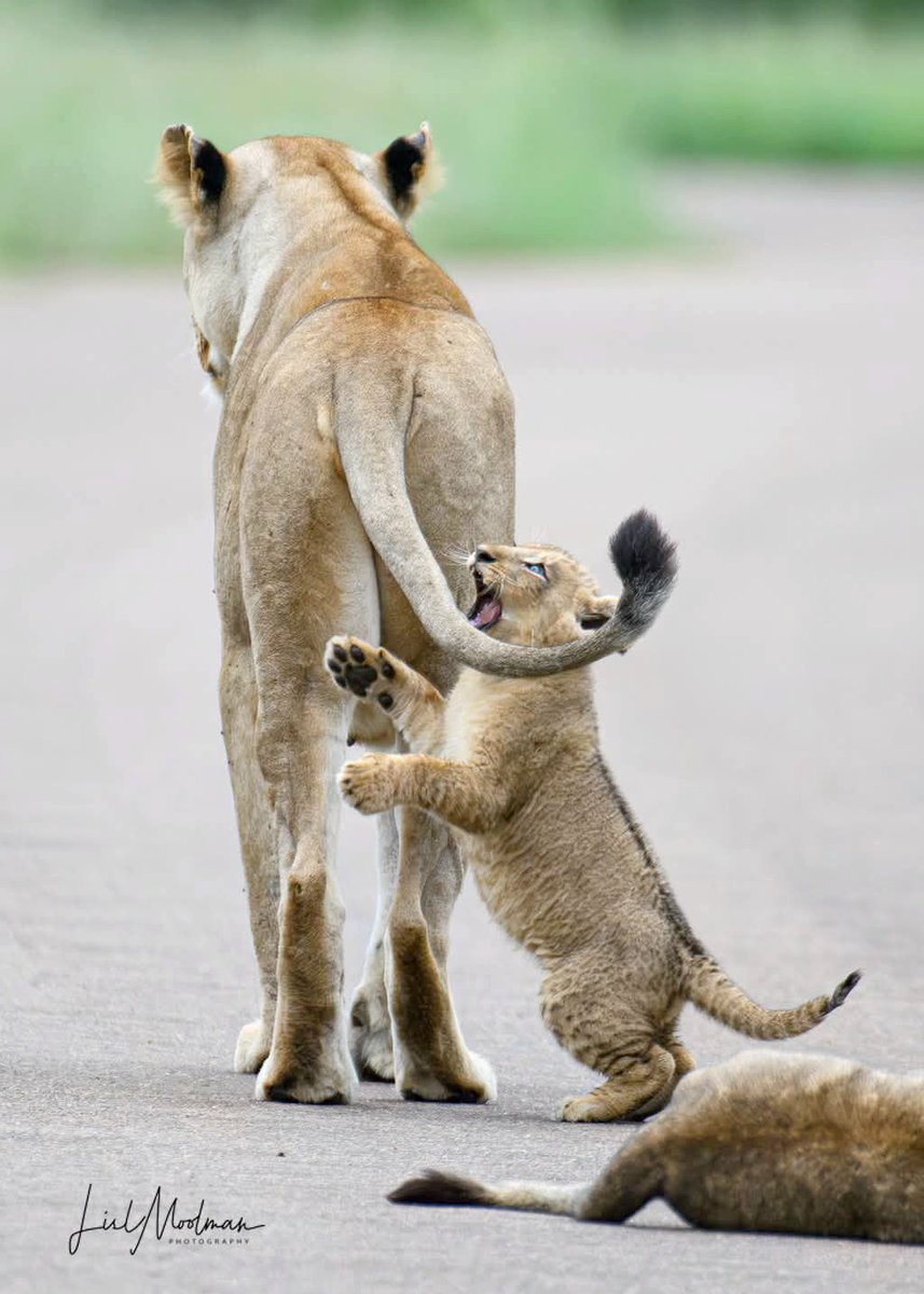 SANParks's tweet image. Mum’s tail, today’s favourite toy. 
__
📷 Lisl Moolman 📍#KrugerNationalPark #WildBackyard #Kruger #lion