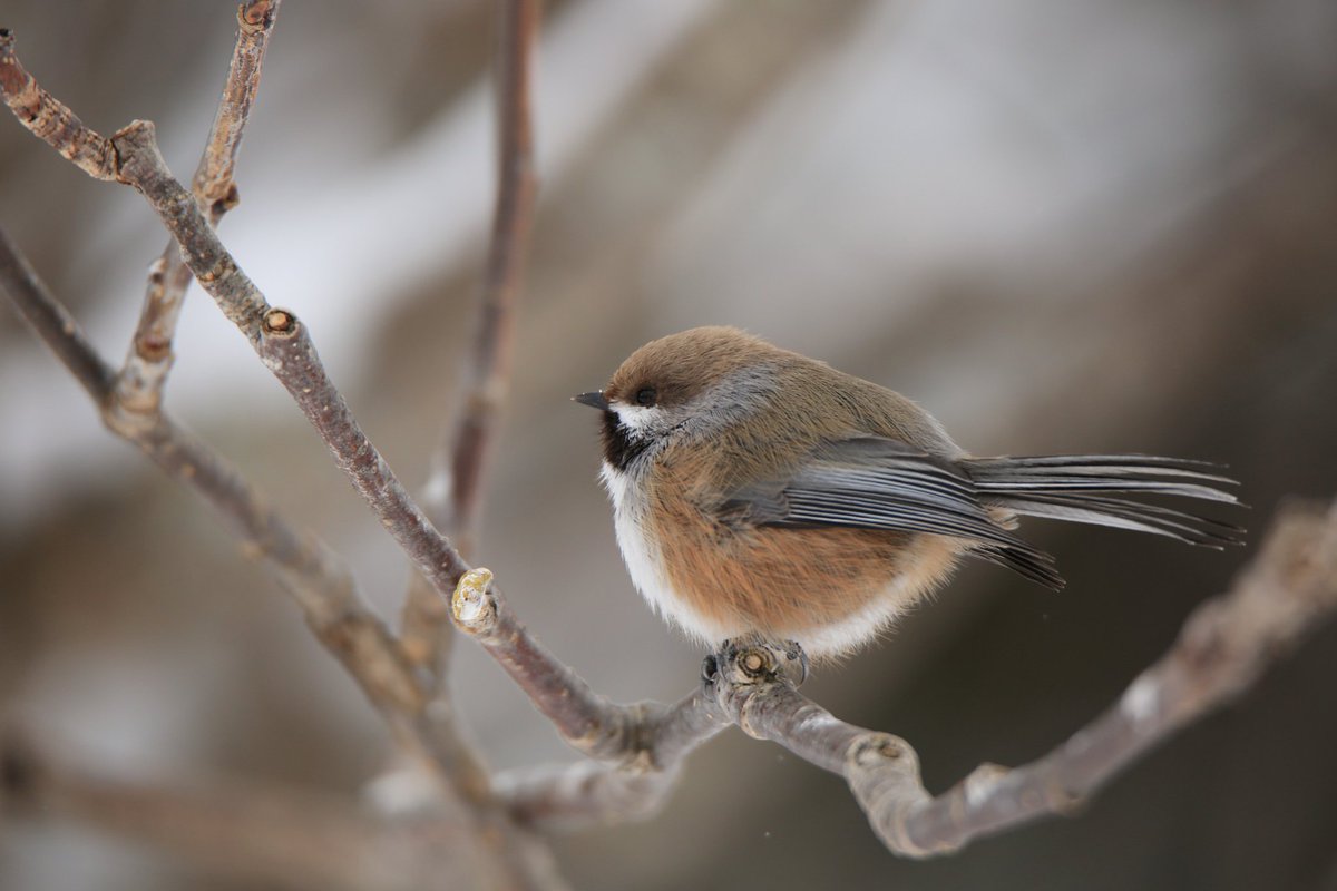 Don't let winter ruffle your feathers! 

It's quiet and leafless in our parks – an excellent time to go #birding. 🐦💙

Here’s just a few of the many birds you can spot this winter! #NationalBirdDay